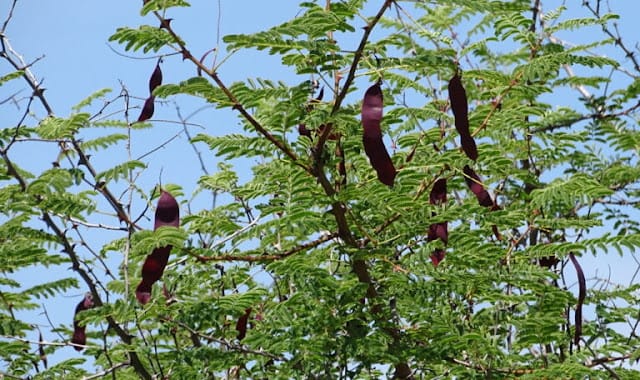 ਖੈਰ ਦਾ ਰੁੱਖ,Senegalia Catechu