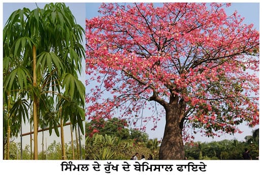 Simal tree
