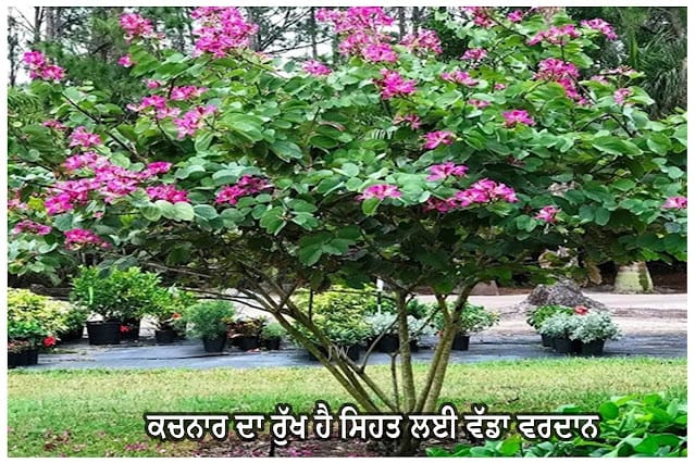 The Kachnar tree is a boon for health