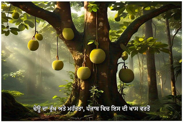 Monkey Jack, Artocarpus lakoocha