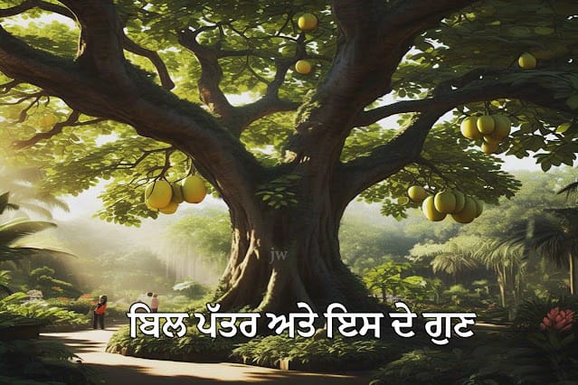 Aegle marmelos/ਬੇਲ ਜਾ ਬਿੱਲ ਪੱਤਰ