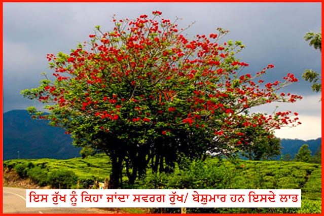 Indian coral is a precious tree.