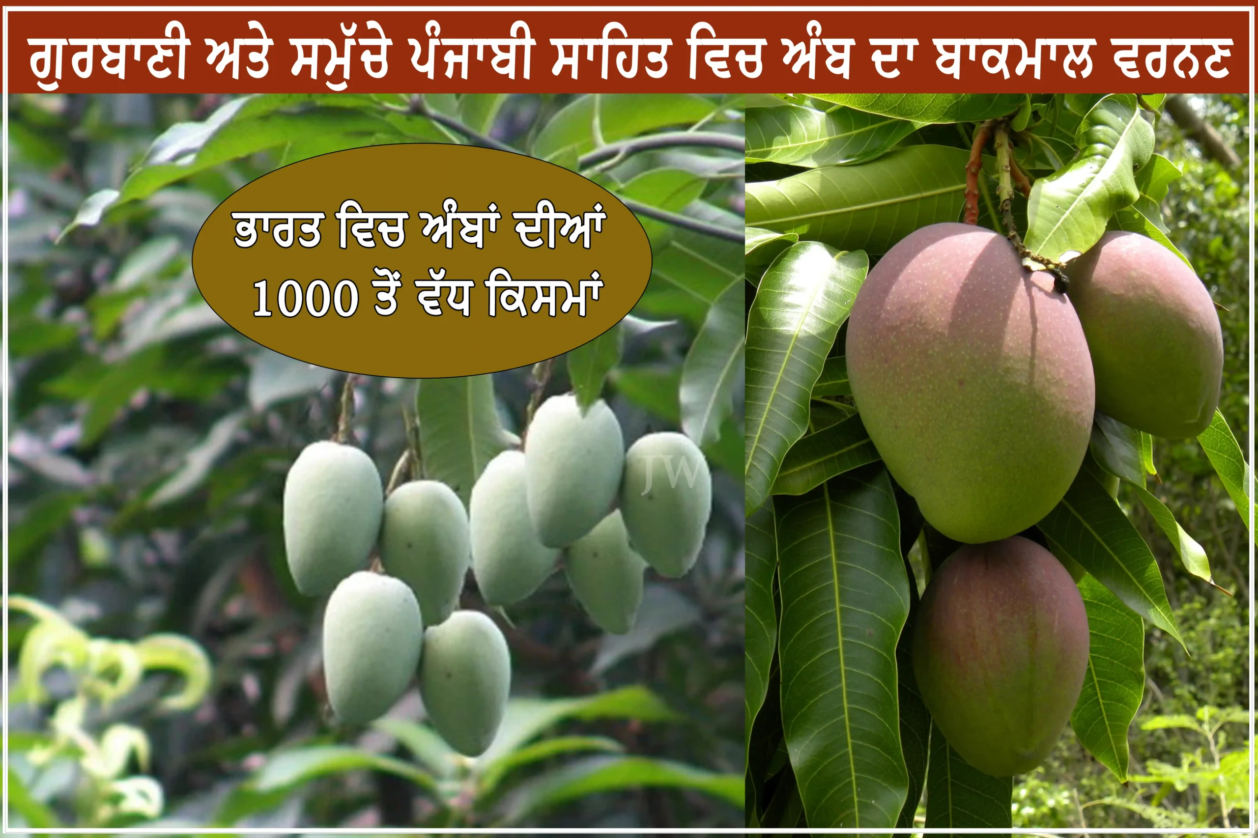 All About Desi Mango/ਭਾਰਤ ਵਿਚ ਅੰਬਾਂ ਦੀਆਂ 1,000 ਤੋਂ ਵੱਧ ਕਿਸਮਾਂ